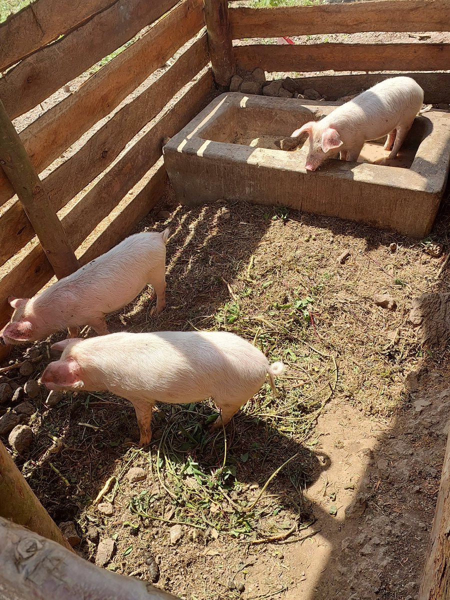 FarmDem tweet picture