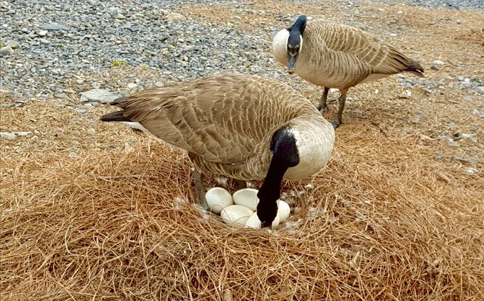 YourPond's tweet photo. @USFWS @USFWS an agreement was made with Peter and Angelica...we build them a nest every year, we get to stay open for business 😂😂😂 https://t.co/W0XeTVUJJS