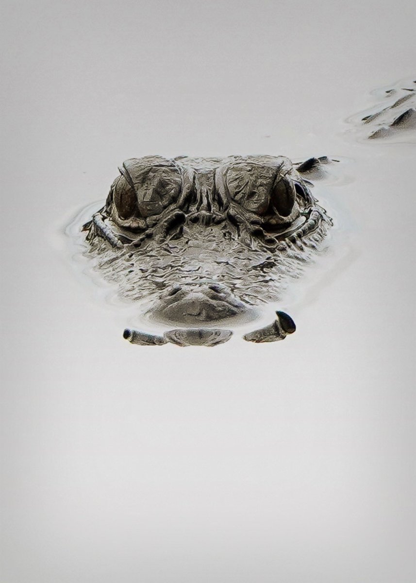 Have a Great Day Friends!

Some Alligator Art from My Front Yard!