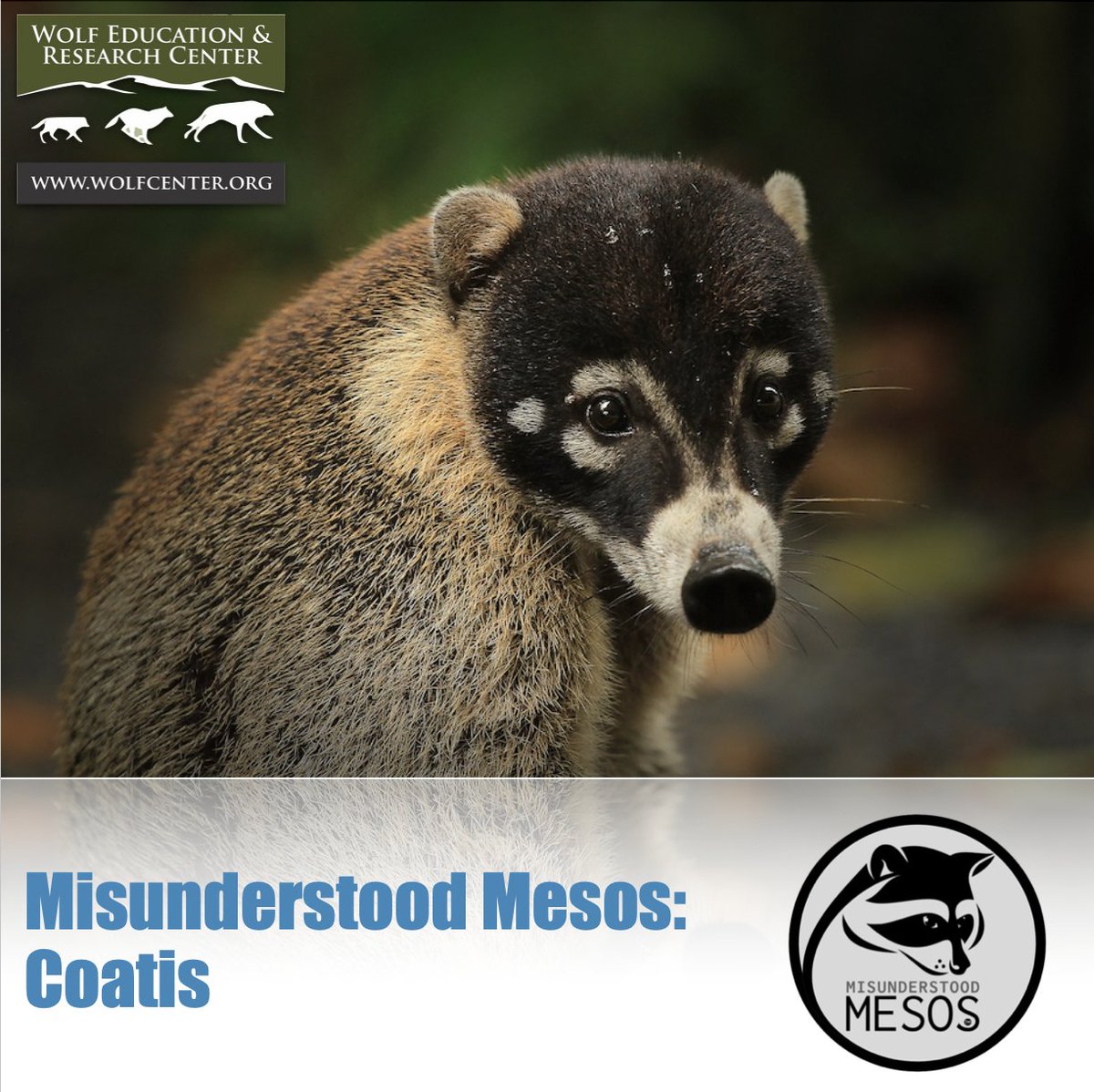 SawtoothLegacy's tweet photo. Coatis hold an important mesocarnivore niche in the Americas. They control rodent, invertebrate, and small reptile populations. They also help with nutrient absorption. Read more: https://t.co/iGjl5KxRPj https://t.co/nIGar3xcBW