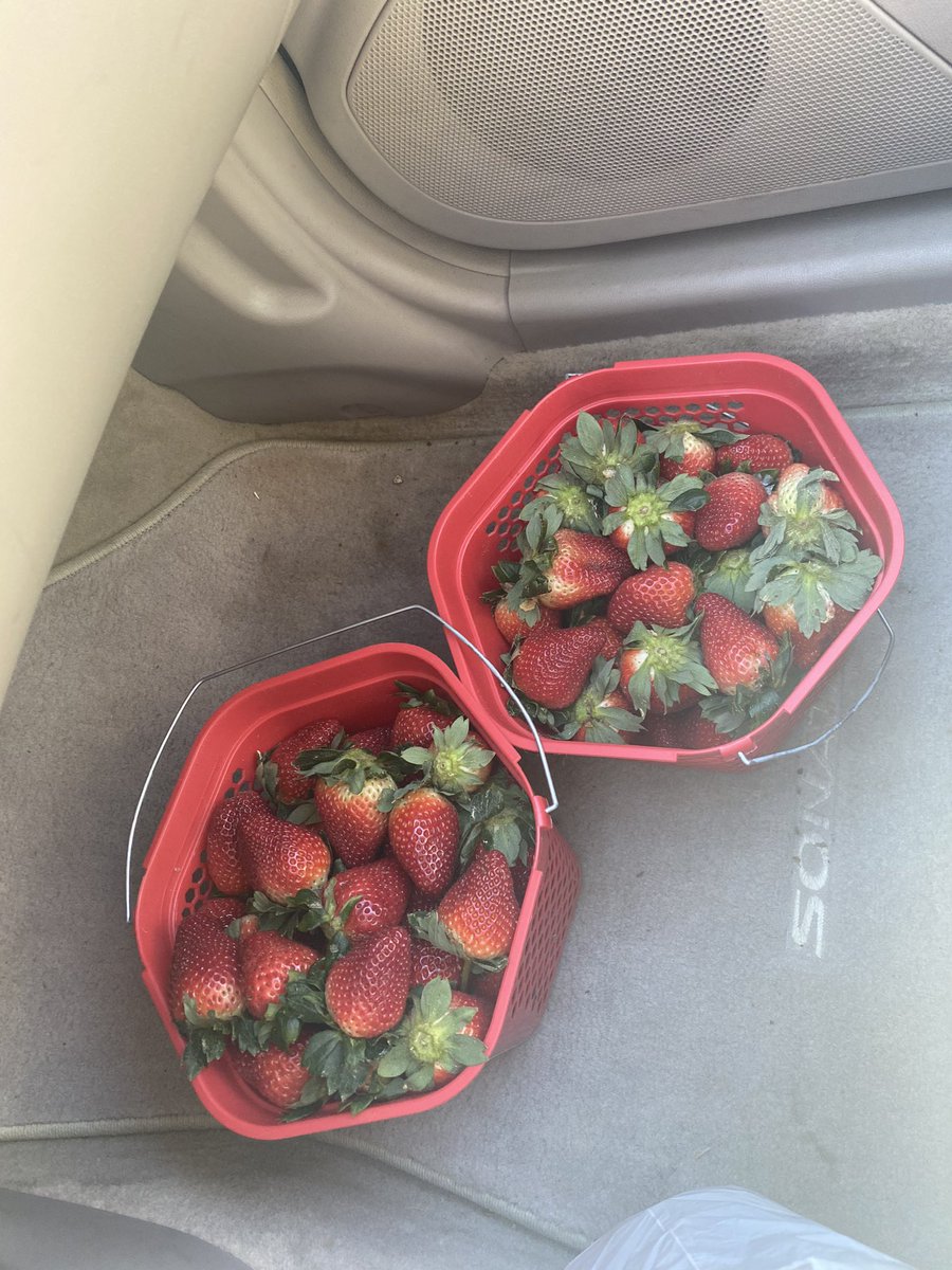 _ChefCait_'s tweet photo. Hand picking strawberries this morning was peaceful, much needed thinking time 😁 https://t.co/jdodvjNEbH