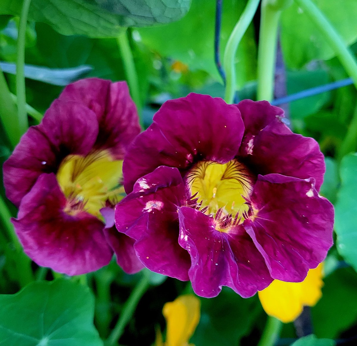 CandaceSotela's tweet photo. Have you ever seen a nasturtium this color? 💜 #flowers #gardeningtwitter #flowerhunting https://t.co/uEVt0s0mYb