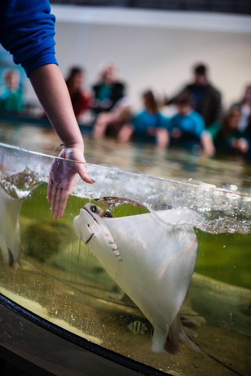 #STL Hit List: Pet a cownose ray or a bamboo shark at the @AquariumSTL Housed in @UnionStationSTL – once one of the largest and busiest passenger rail terminals in the world – the St. Louis Aquarium boasts three touch pools for hands-on animal encounters! #explorestlouis