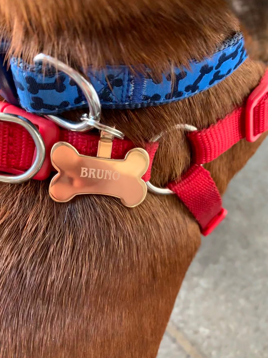 roland_fairlamb's tweet photo. So, a full week since little Bruno made it all the way from a wet market in China to his HOME in Durham.

Safe to say, he seems to be settling in…

Thanks again @DMTDRSG - an amazing charity!

#Dachshunds @a_garthwaite https://t.co/dqYsRehU9m