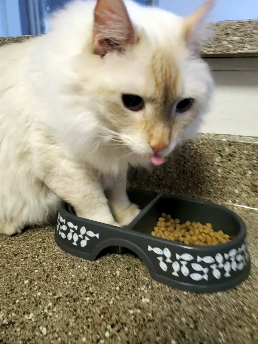 AvatarIzzy's tweet photo. mlem https://t.co/Be5hmq1wiF