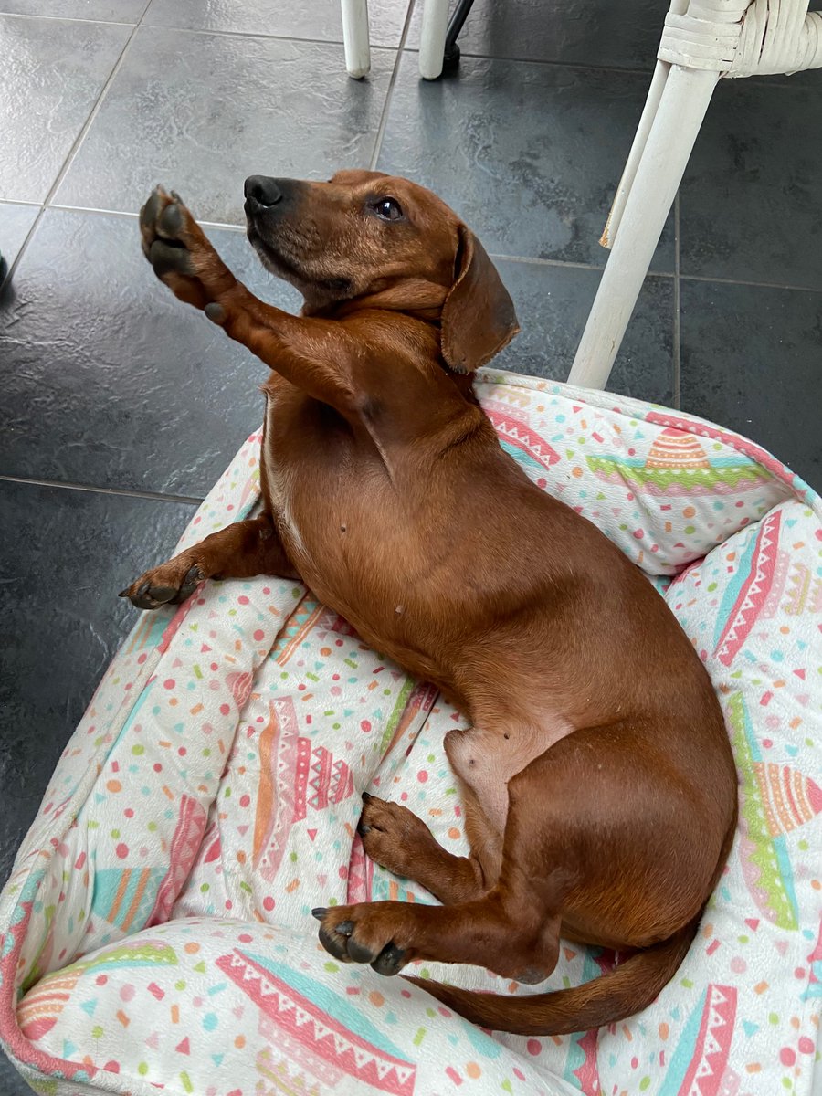 Roland (@roland_fairlamb) on Twitter photo So, a full week since little Bruno made it all the way from a wet market in China to his HOME in Durham.
Safe to say, he seems to be settling in…
Thanks again <a href="/DMTDRSG/">Dog Meat Trade Dachshund Rescue & Support Group</a> - an amazing charity!
#Dachshunds <a href="/a_garthwaite/">Ashley Garthwaite</a> So, a full week since little Bruno made it all the way from a wet market in China to his HOME in Durham.
Safe to say, he seems to be settling in…
Thanks again <a href="/DMTDRSG/">Dog Meat Trade Dachshund Rescue & Support Group</a> - an amazing charity!
#Dachshunds <a href="/a_garthwaite/">Ashley Garthwaite</a>