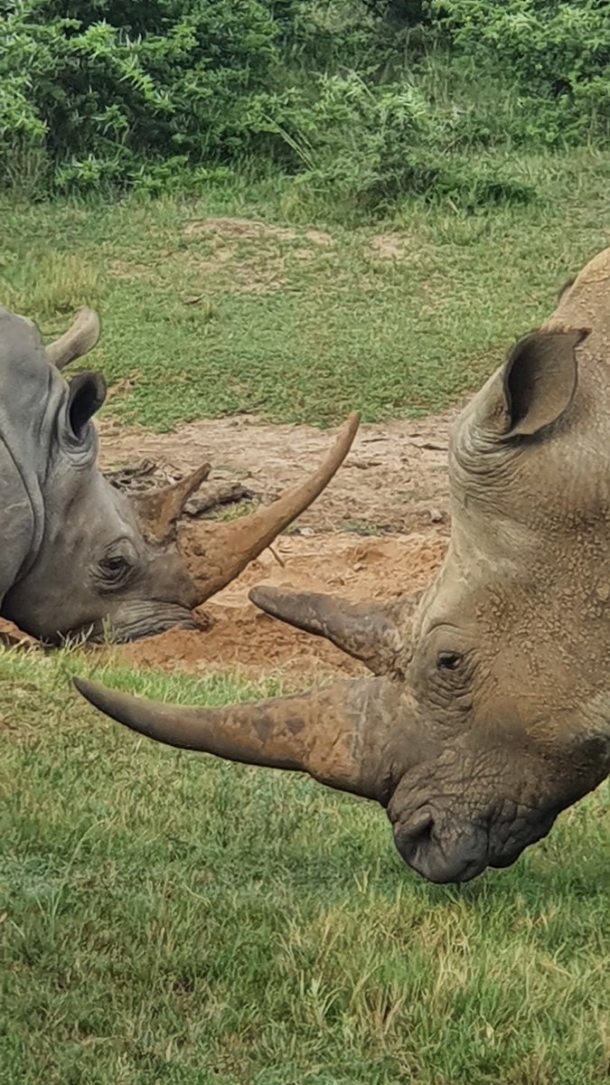 NEW YORK EVENT DONATIONS
 generationawakening.org/product-page/n… <a href="/GrantFowlds1/">Grant Fowlds</a>