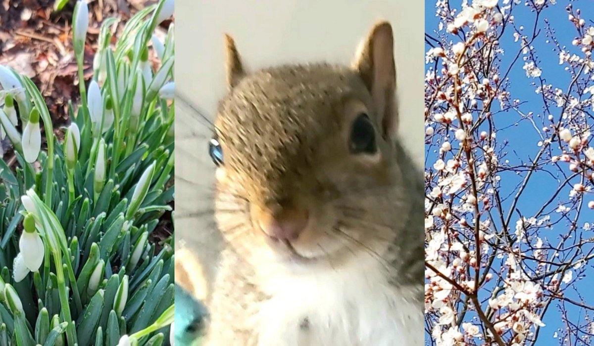 HAPPY WOMEN'S DAY! I know in London it looks more like a wet Christmas,  but the flowers and the blossoms (and Pip!🙂) are still there, as are spring and hope! ❤🐿