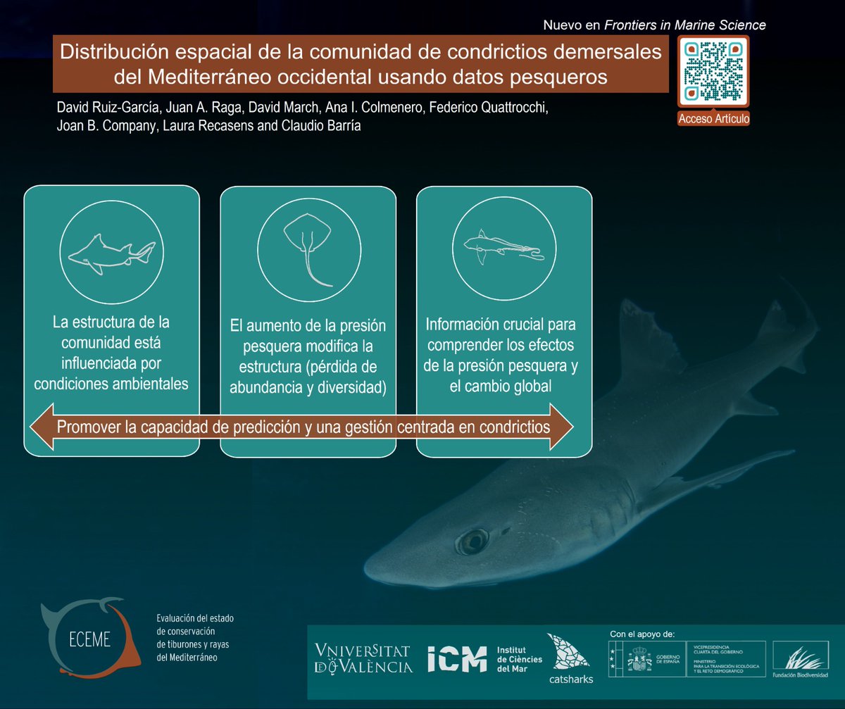 🚨New #sharkscience paper🚨

#SpatialDistribution analyses of the chondrichthyan community in the western Mediterranean find that the community is influenced by environmental and fishing pressure drivers.

 bit.ly/ChondCommunity…

#Mediterranean  #taurons #sharks