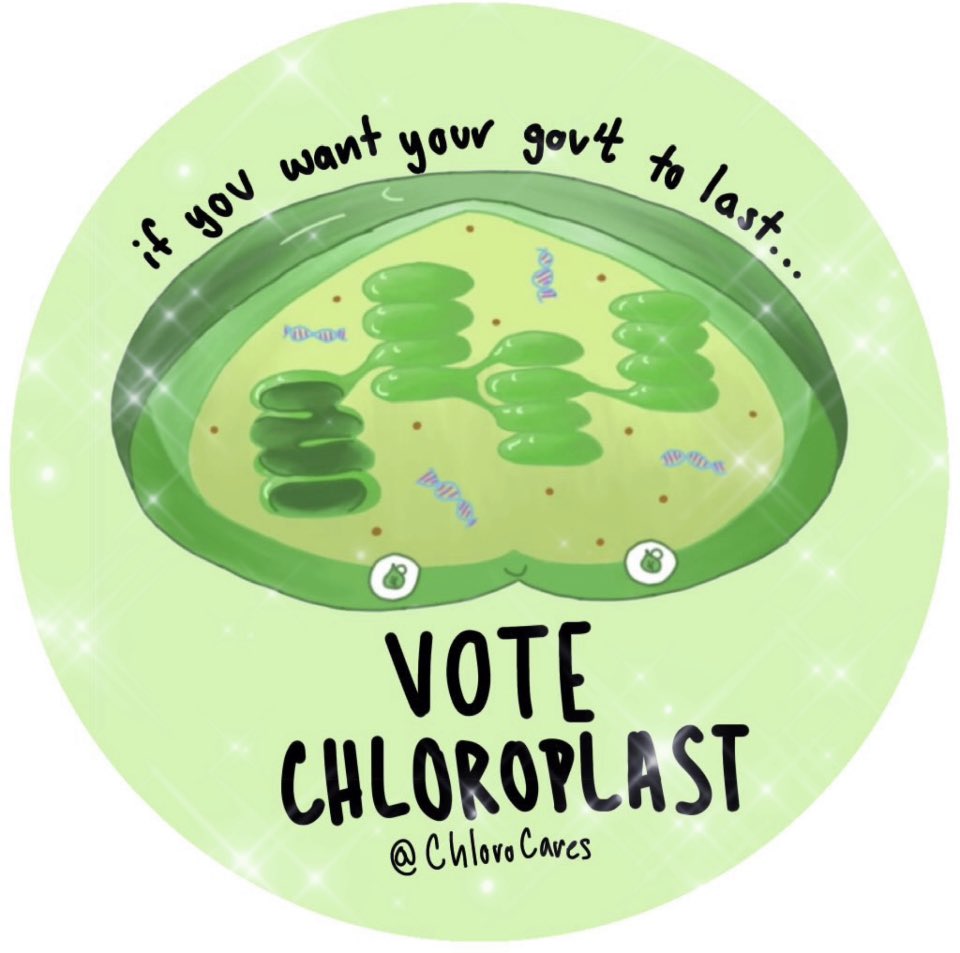 🌱Chloroplast tweet media