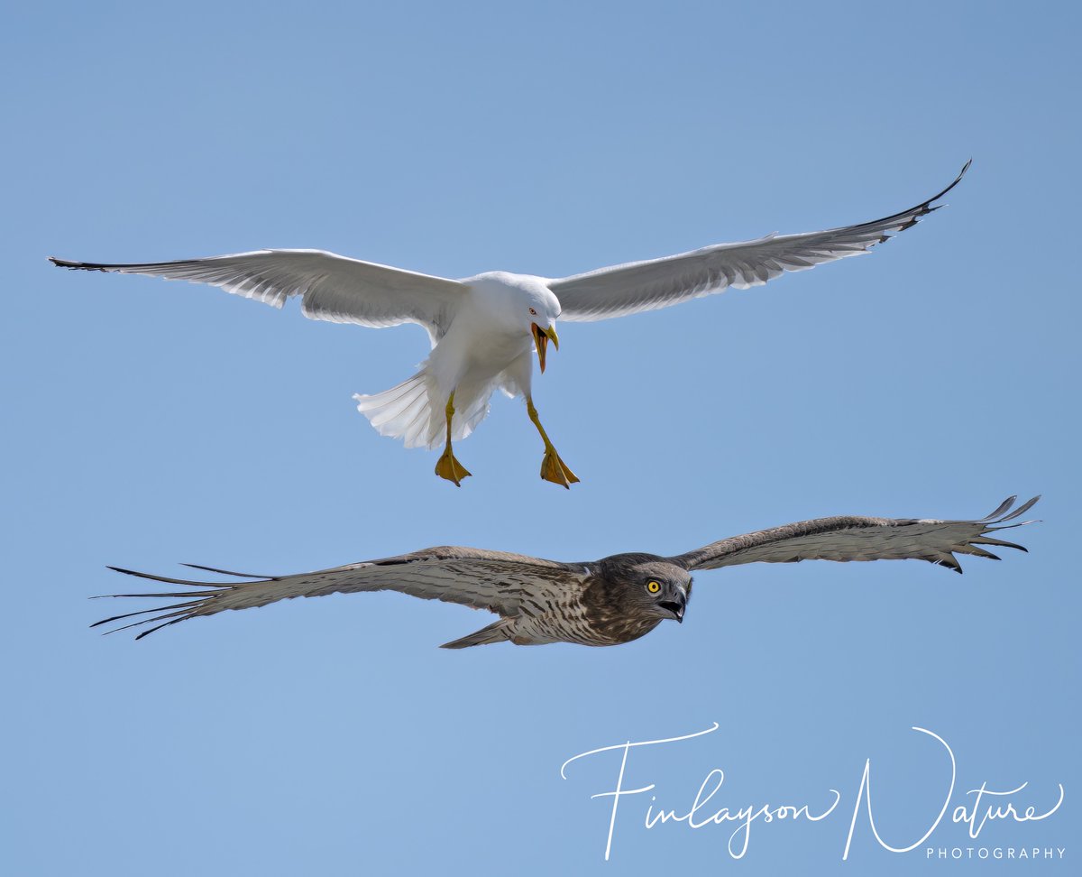 Clive Finlayson (@CliveFinlayson) on Twitter photo 2023-03-08 17:34:48 Big arrival of short-toed snake eagles @GibReserve today, with over 600 in a couple of hours. The yellow-legged gulls were waiting! @FinlaysonGib @GibGerry @ThinkingGreenGI @InfoGibraltar @Birder_Griffon @_BTO @WildlifeMag @urbanbirder @Natures_Voice Big arrival of short-toed snake eagles @GibReserve today, with over 600 in a couple of hours. The yellow-legged gulls were waiting! @FinlaysonGib @GibGerry @ThinkingGreenGI @InfoGibraltar @Birder_Griffon @_BTO @WildlifeMag @urbanbirder @Natures_Voice