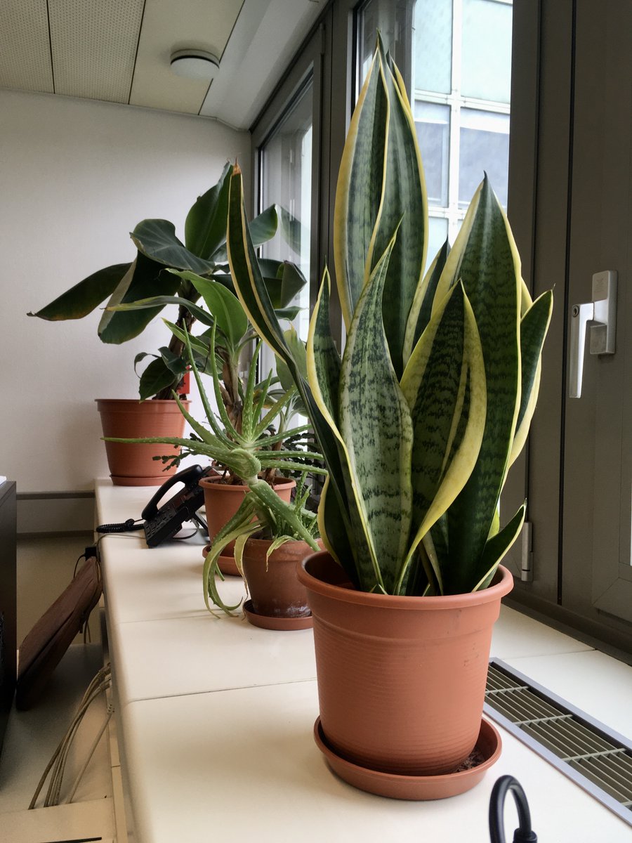 I was visiting my former office at @tu_wien - the #OfficePlants I left there are not so bad 🪴🪴🪴