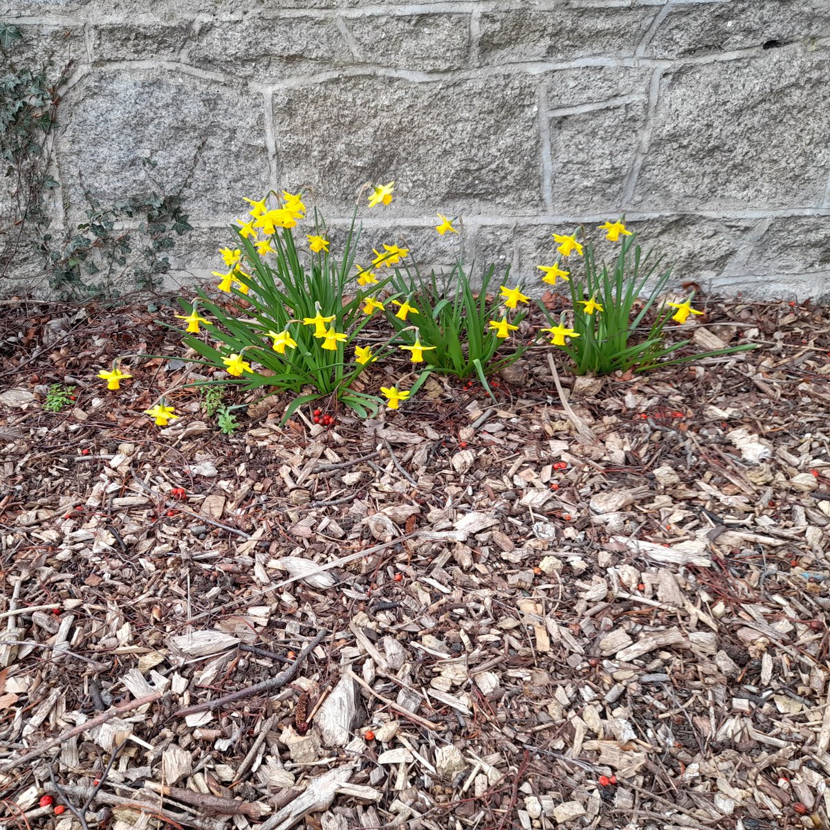 DLR_Libraries's tweet photo. Spring has sprung in #DundrumLibrary and
we are loving the bright daffodils in our garden.
Hopefully our sheep won't be tempted to nibble on
them. https://t.co/RzS9Cxt8f5