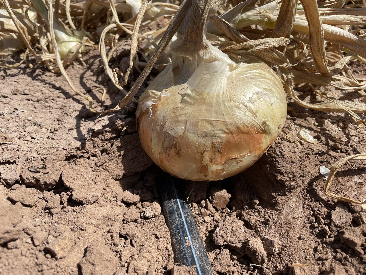 A team lead by our Director, Jairo Diaz, found that #water and #nitrogen management can be improved  in #onion production using #drip #irrigation <a href="/CDFAnews/">Calif Food and Ag</a> <a href="/ucanr/">Ag&Natural Resources</a> <a href="/Onionista/">National Onion Assn.</a>  onions-usa.org/wp-content/upl…