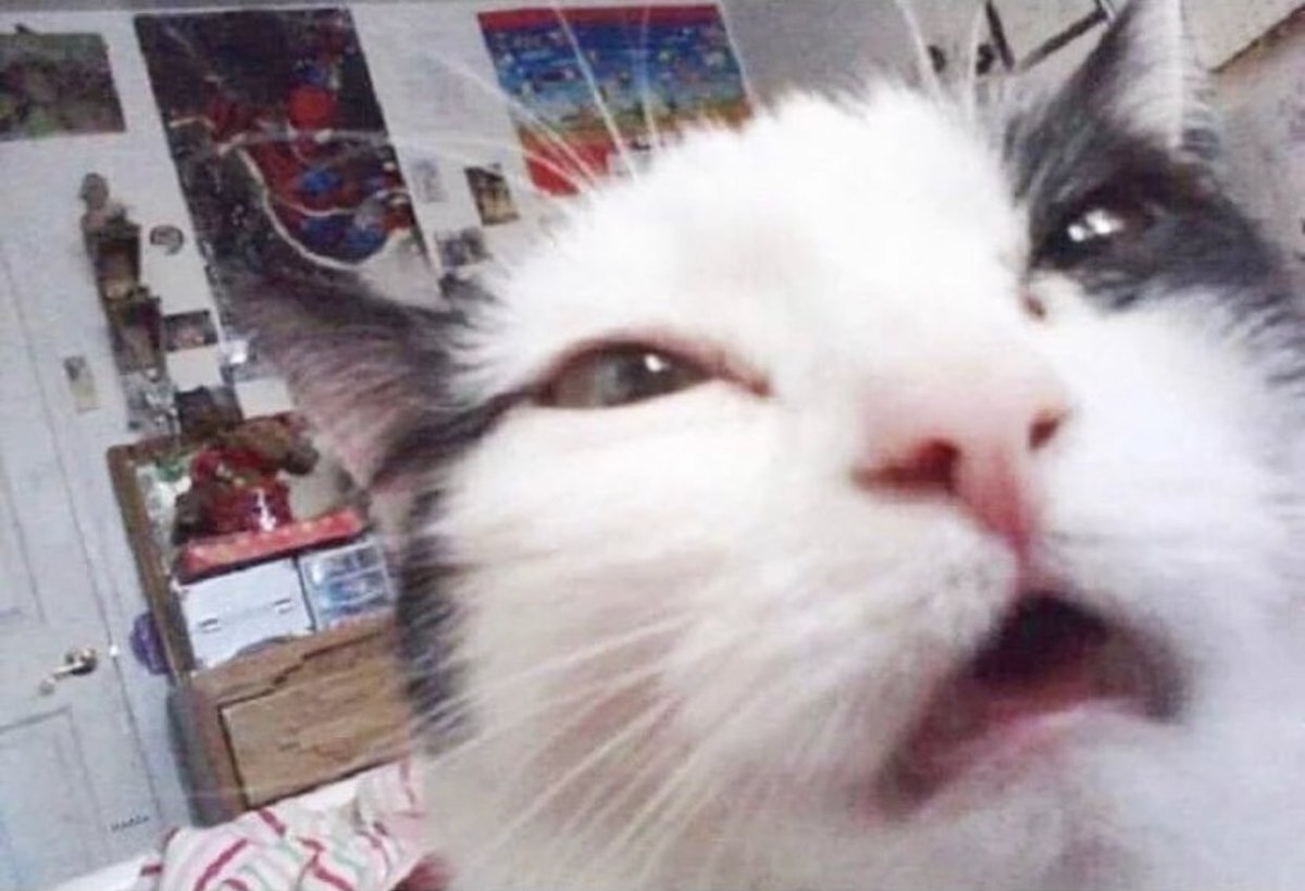 cheefkit tweet media