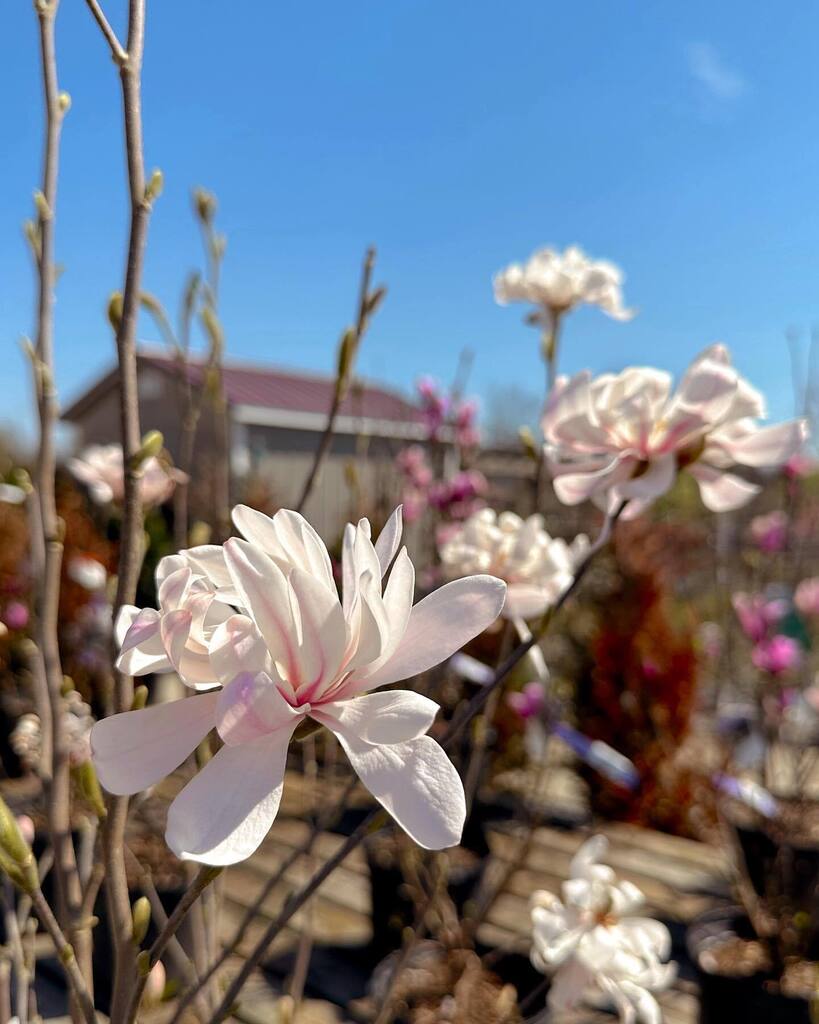Royal Star Magnolia | an early bloomer with beautiful, double blooming, fragrant, white flowers… guaranteed to be a stunning addition to your garden. ✨🌱
—
#plants #trees #flowers #blooms #spring instagr.am/p/CpiUn7nuVq5/