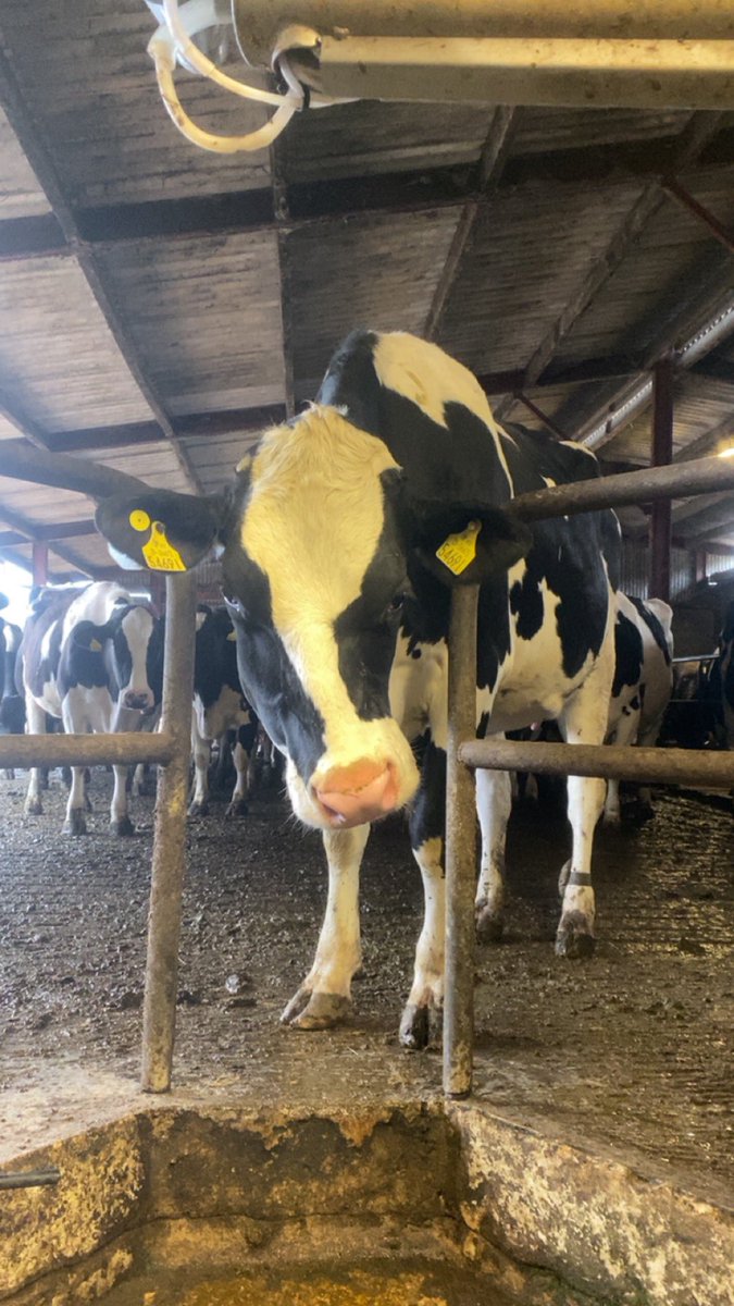 Love seeing this wonky face every day😍