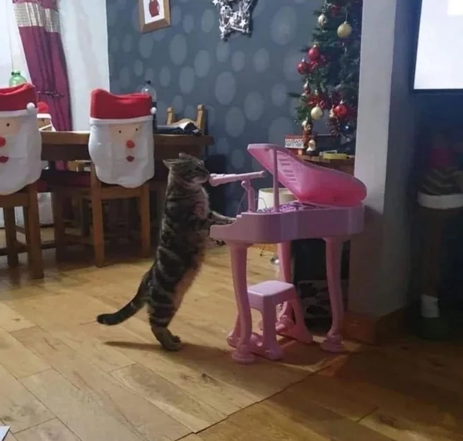 DontShowYourCat's tweet photo. shh, the recital is starting https://t.co/tgS8nwExBK