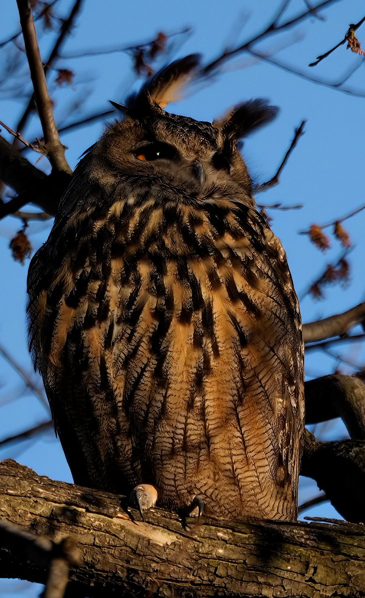 I often see Flaco basking in sunshine--and even looking toward the sun. Then I realized, for the 13 years in his little enclosure, he probably never saw a sunrise or sunset. Well, he was enjoying the sunset this afternoon in Central Park!🌞🌞🌞#birdcpp #BirdTwitter