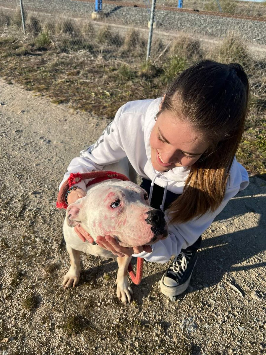 Runa no merece esto, es increíblemente buena con los humanos, un ser especial 😢
Se ha destrozado la cara dos veces por escaparse del chenil (jaula). Vienen a verla y cree que se la van a llevar adoptada 😢
Qué pena de criatura 😭
Segovia
luchandoporlosppp@gmail.com
🆘📢📢📢📢📢