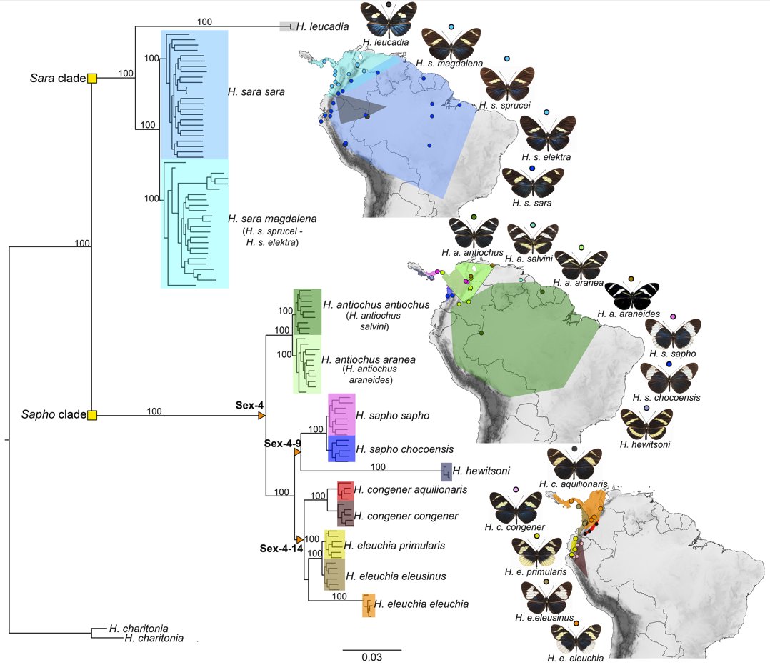 We discovered multiple sex-autosome fusions in the sara/sapho clade of Heliconius butterflies.