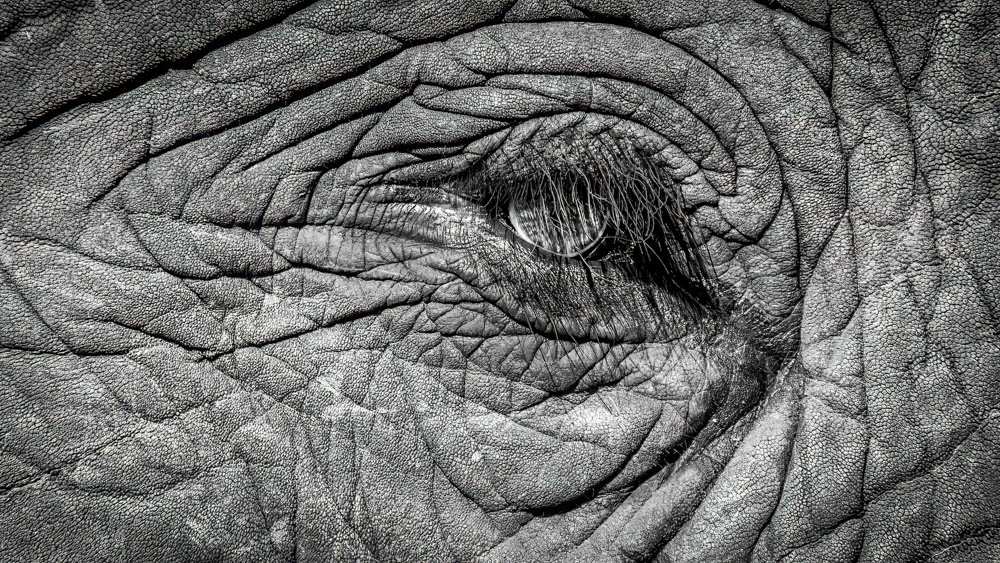 Take a look into the beautiful and mysterious eye of this elephant from South Africa! 

#SouthAfrica #ElephantEye #WildEye

#MajesticGaze #EnchantingLook
#FascinatingAnimals #IntelligentSpecies

#GlimpseOfNature #AnimalLoversUnite

#MysteriousGlance #OneOfAKindView