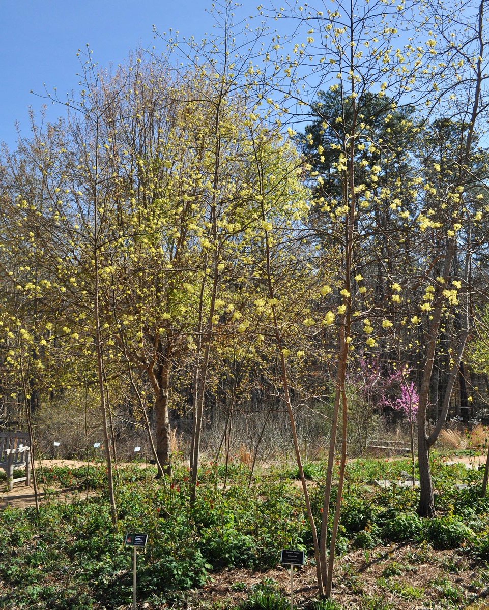 NCBotGarden's tweet photo. Sassafras in early spring is a burst of sunshine just when you need it most. ☀️ This small native tree grows in forests and old fields in the eastern U.S.: it's common in our area!

More about sassafras: https://t.co/LFykdPdEJB https://t.co/LNxHdZgPt2