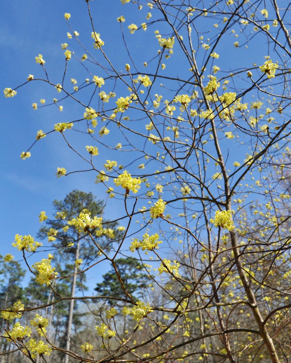 Sassafras in early spring is a burst of sunshine just when you need it most. ☀️ This small native tree grows in forests and old fields in the eastern U.S.: it's common in our area! More about sassafras: instagram.com/p/Cpi6DemPmfX/…