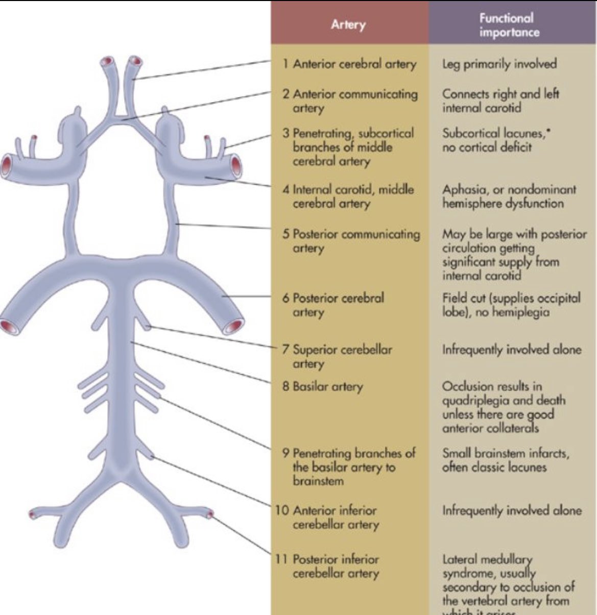 Circle Of Willis