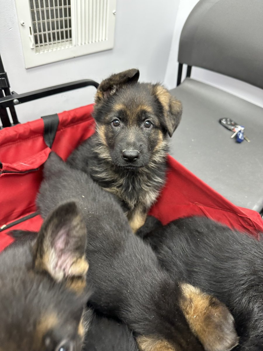 Saphira613's tweet photo. This little nugget comes home this weekend, super excited, meet Luciana or Lucy! https://t.co/OMAnlQIGAE