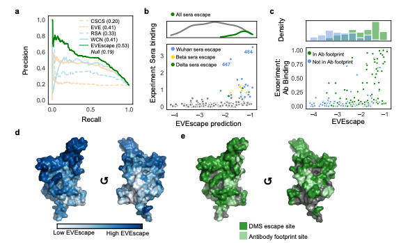 KevinKaichuang's tweet photo. Use sequence fitness predictions, structure-based features, and distances between mutated and wild-type residues to predict antibody escape mutations.

@NthadaniN @sarahgurev @NotinPascal @nooryoussef03 @_nathanrollins @sandercbio @yaringal @deboramarks

https://t.co/0uhgomt5gm https://t.co/WmuwGqRab9