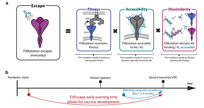 KevinKaichuang's tweet photo. Use sequence fitness predictions, structure-based features, and distances between mutated and wild-type residues to predict antibody escape mutations.

@NthadaniN @sarahgurev @NotinPascal @nooryoussef03 @_nathanrollins @sandercbio @yaringal @deboramarks

https://t.co/0uhgomt5gm https://t.co/WmuwGqRab9