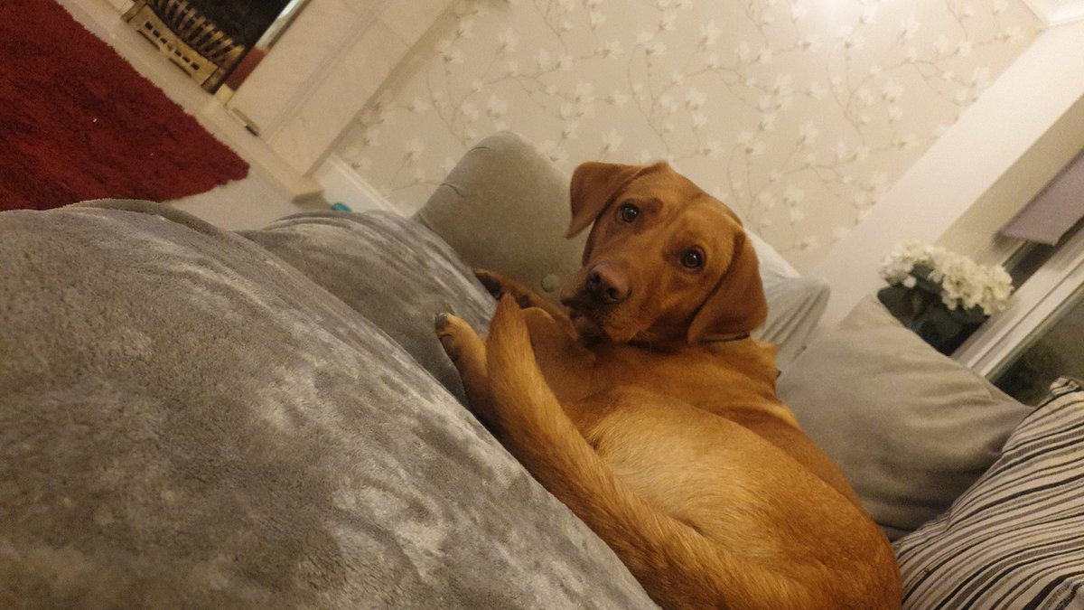 Whitefield_S's tweet photo. Sofa buddy ... https://t.co/dAak8CEDUP