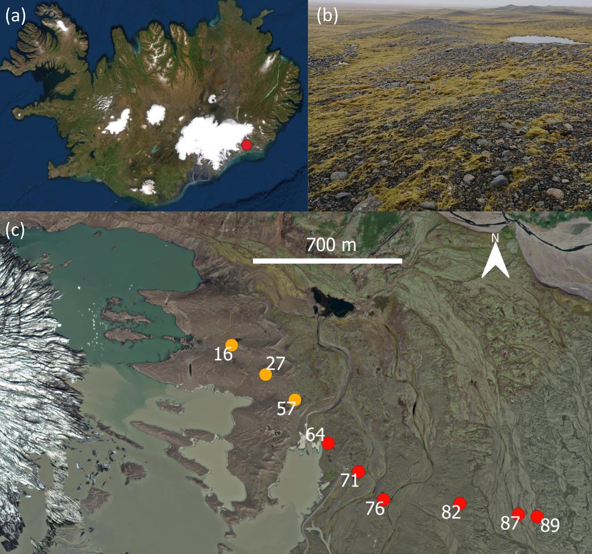 Ecosphere (@esaecosphere) on Twitter photo When glaciers retreat, #mosses help set the stage for succession by harboring N-fixing #MicrobialCommunities - whose composition varies with moss traits & time
doi.org/10.1002/ecs2.4…
#OpenAccess @IKlarenberg <a href="/OddurV/">Oddur Vilhelmsson</a> <a href="/KeuschnigC/">Christoph Keuschnig</a> @alejo_salazarv <a href="/LianeGBenning/">Liane G Benning gone to the blue planet</a> <a href="/Haskolinn_Ak/">Háskólinn á Akureyri / University of Akureyri</a> When glaciers retreat, #mosses help set the stage for succession by harboring N-fixing #MicrobialCommunities - whose composition varies with moss traits & time
doi.org/10.1002/ecs2.4…
#OpenAccess @IKlarenberg <a href="/OddurV/">Oddur Vilhelmsson</a> <a href="/KeuschnigC/">Christoph Keuschnig</a> @alejo_salazarv <a href="/LianeGBenning/">Liane G Benning gone to the blue planet</a> <a href="/Haskolinn_Ak/">Háskólinn á Akureyri / University of Akureyri</a>