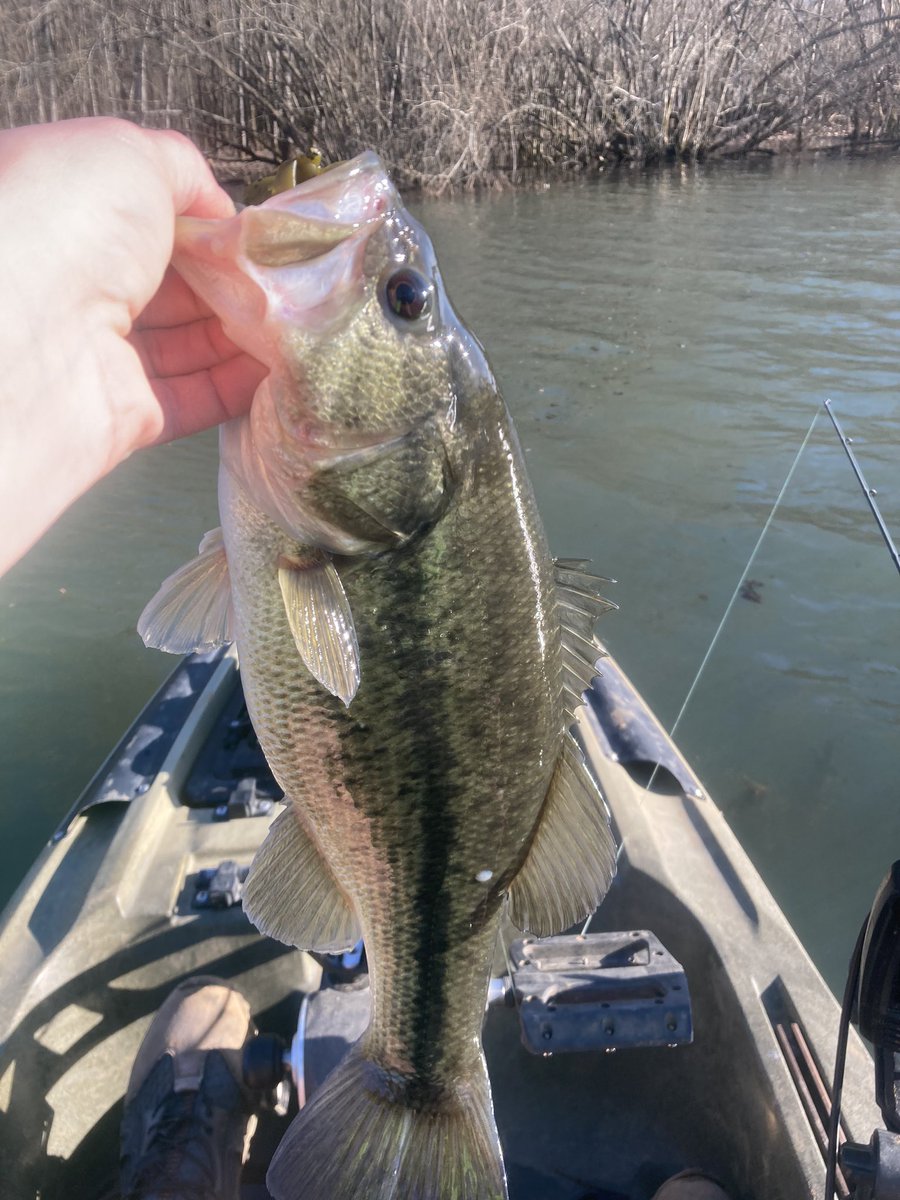JAcoon23's tweet photo. They’ve started chewing. First trip out was a success. Fish hog chatter bait was the deal. https://t.co/gIRfannkAT