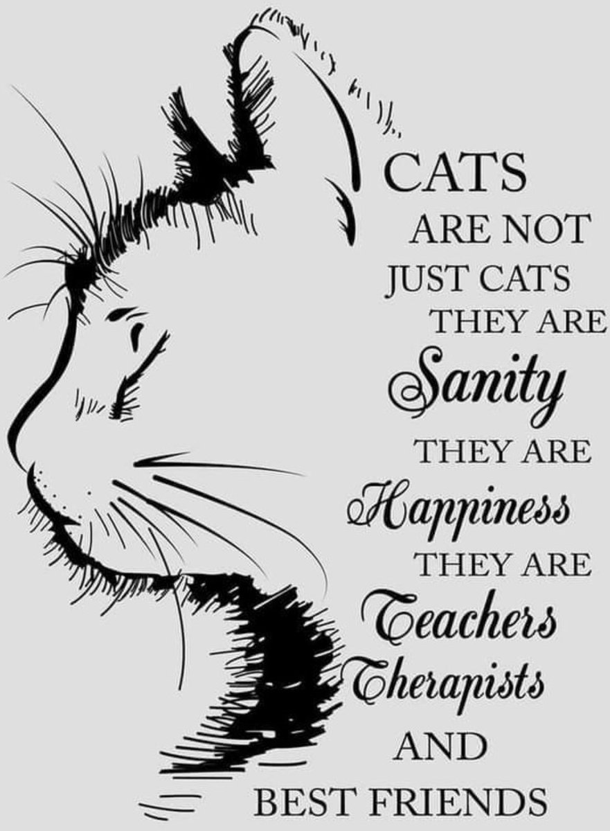 CoonWillow's tweet photo. 💜💜💜 https://t.co/9At4SDkCxR