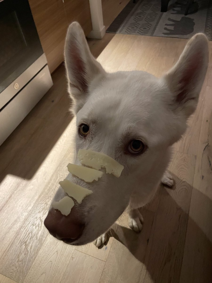 JPRognerud's tweet photo. @MayaPolon Goose has something to say about this https://t.co/FArrlDyPxn