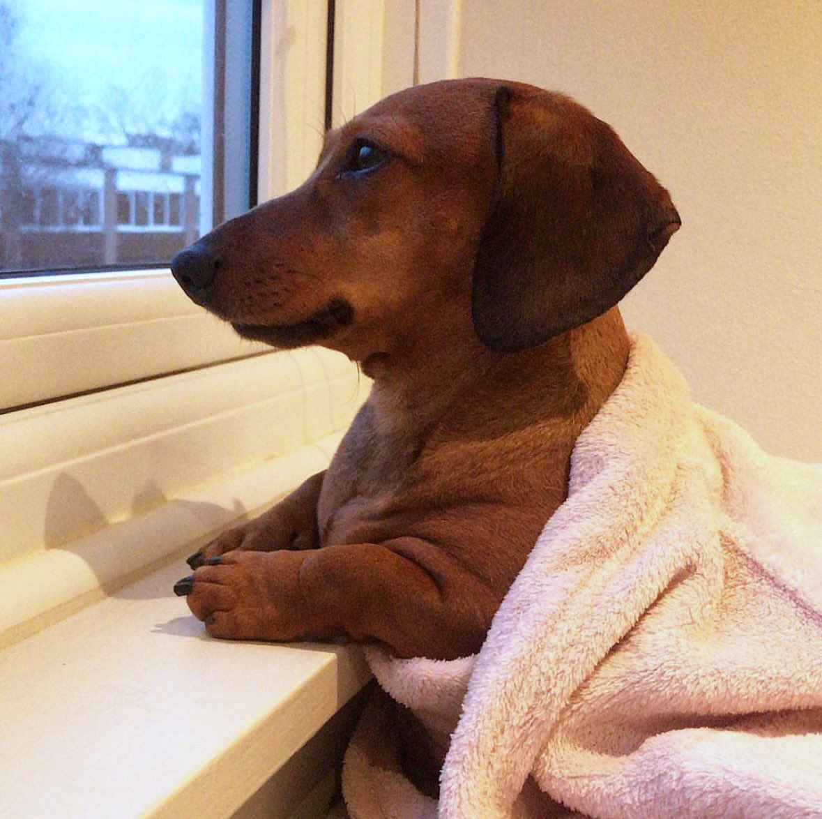 This is George. He's wondering when his husband (owner) will return from war (their little email job). 12/10