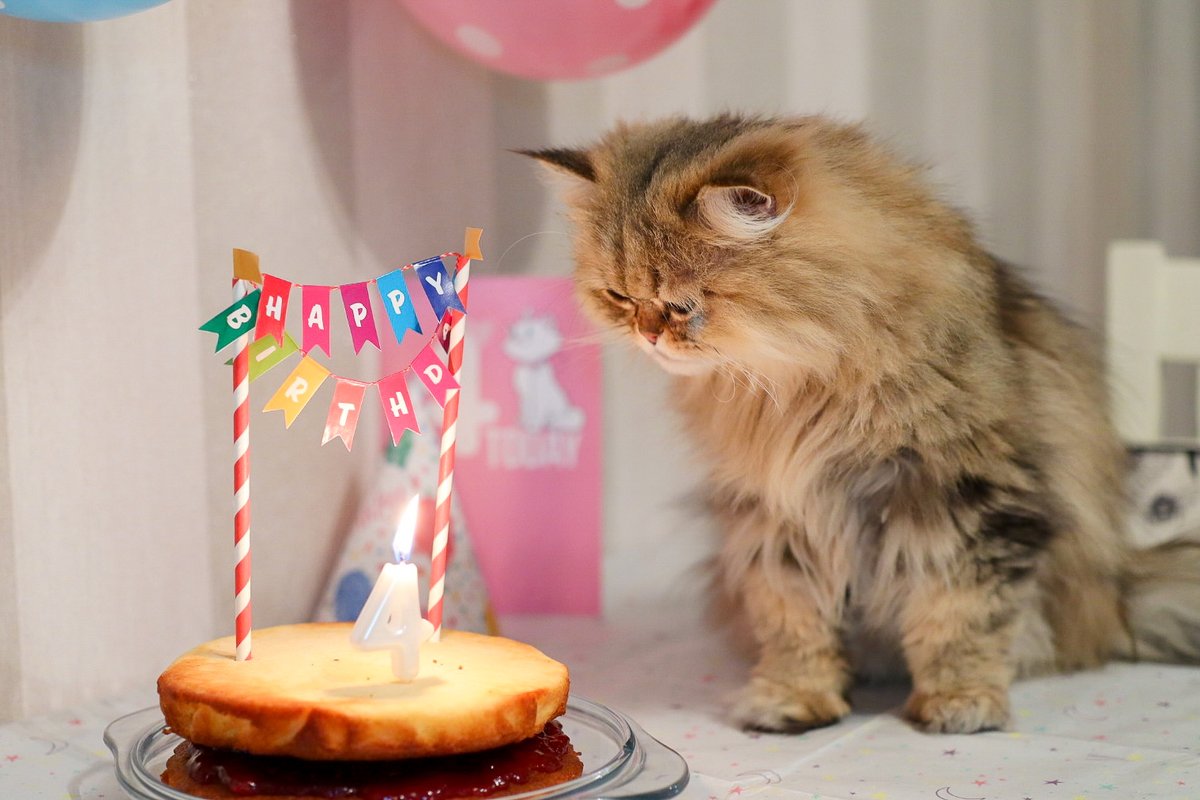 Lily's 4th birthday pawty 🐾