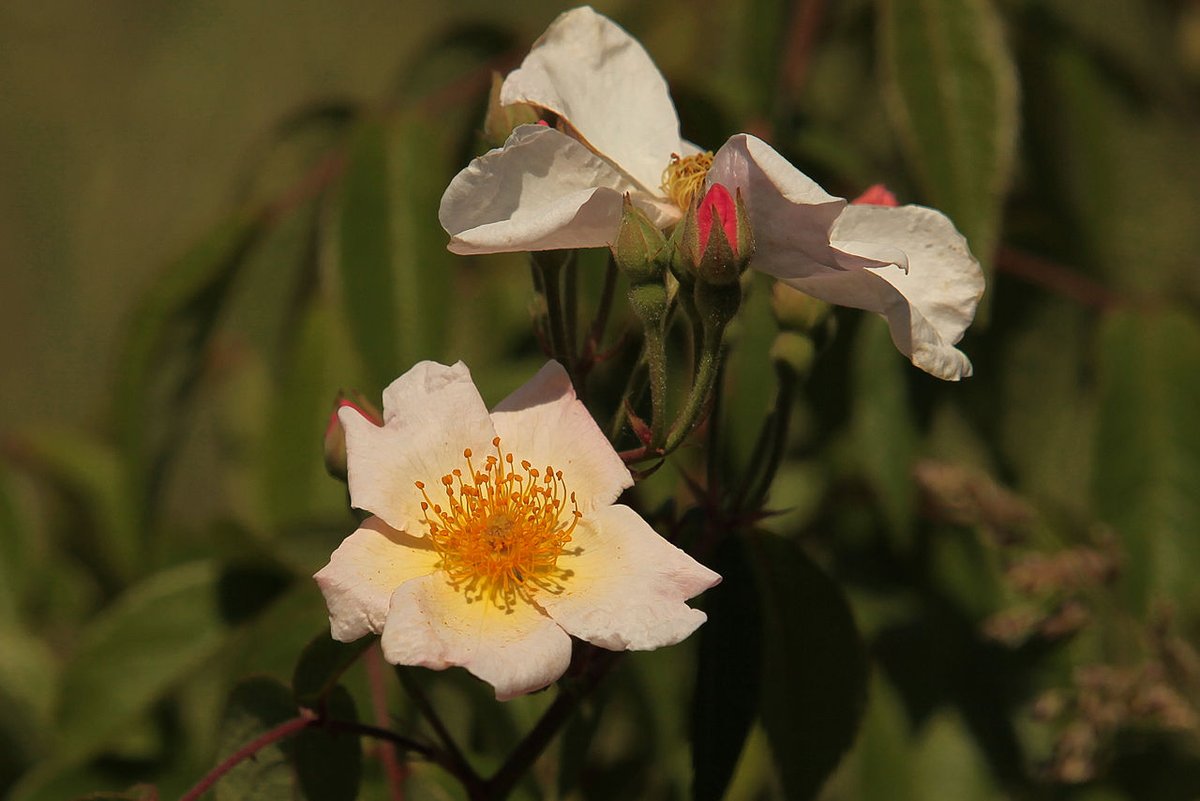 PlantingDiaries's tweet image. Described by rose experts Roger Phillips and Martyn Rix as ‘some of the very best of all garden roses’, this is the story of Rev J H Pemberton's hybrid musk roses.  Still available and worth growing today.
Link: bit.ly/3JdRmuM
#RoseWednesday