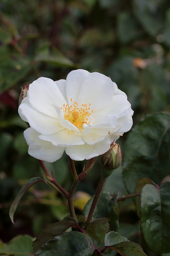 PlantingDiaries's tweet image. Described by rose experts Roger Phillips and Martyn Rix as ‘some of the very best of all garden roses’, this is the story of Rev J H Pemberton's hybrid musk roses.  Still available and worth growing today.
Link: bit.ly/3JdRmuM
#RoseWednesday