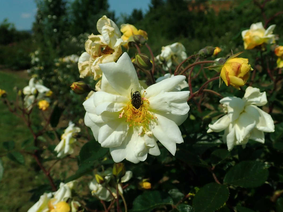 PlantingDiaries's tweet image. Described by rose experts Roger Phillips and Martyn Rix as ‘some of the very best of all garden roses’, this is the story of Rev J H Pemberton's hybrid musk roses.  Still available and worth growing today.
Link: bit.ly/3JdRmuM
#RoseWednesday