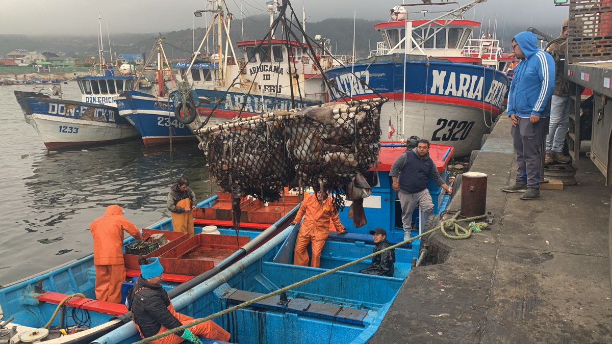 sernapesca's tweet photo. #Biobío: intenso trabajo en el puerto de Lebu con la reactivación de captura de Jibia. Los desembarques de este recurso los realizan exclusivamente embarcaciones con el arte de pesca potera, y su destino es la comercialización a plantas que procesan para exportación. https://t.co/TCU4ONNSxr