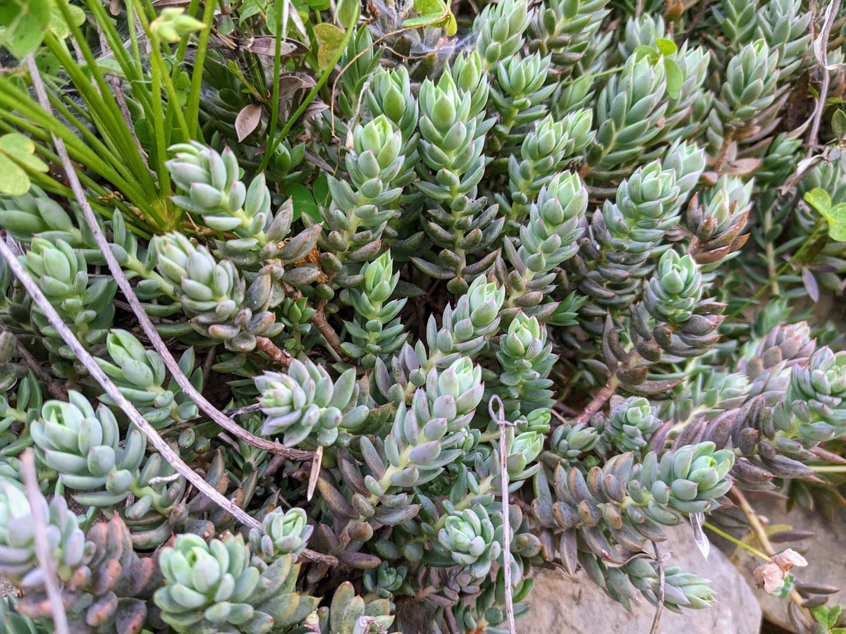 desficacis's tweet photo. Primera collida de raïm de pastor, huí el prepararem i en un parell de dies ja estarà al pelo per acompanyar coques, entrepans i arrossos secs. 
Cuina de bancal o muerte! Venceremos!
#MenjarsDelsPoblesDeMoatros
#DelMargeALaTaula https://t.co/o1SdA6of1C