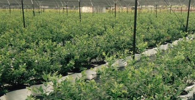 MATERIALS AND PRODUCTS TO BOOST YOUR INCOME
The Materials and Products can be tailored for a growers specific circumstances and needs to ensure that the grower can optimize yield
Contact us to start a productive relationship that will maximize your income!
pelemix.com/contact/