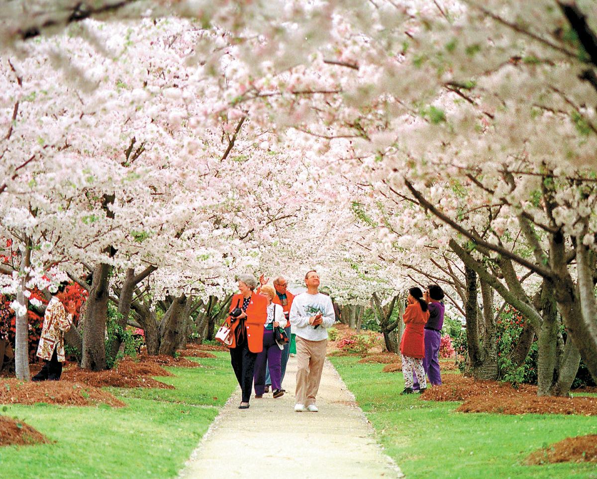 Coming up soon: the International Cherry Blossom Festival in Macon, Georgia—one of our Best Places to Go in 2023! frommers.com/slideshows/848… @MaconGaSoul