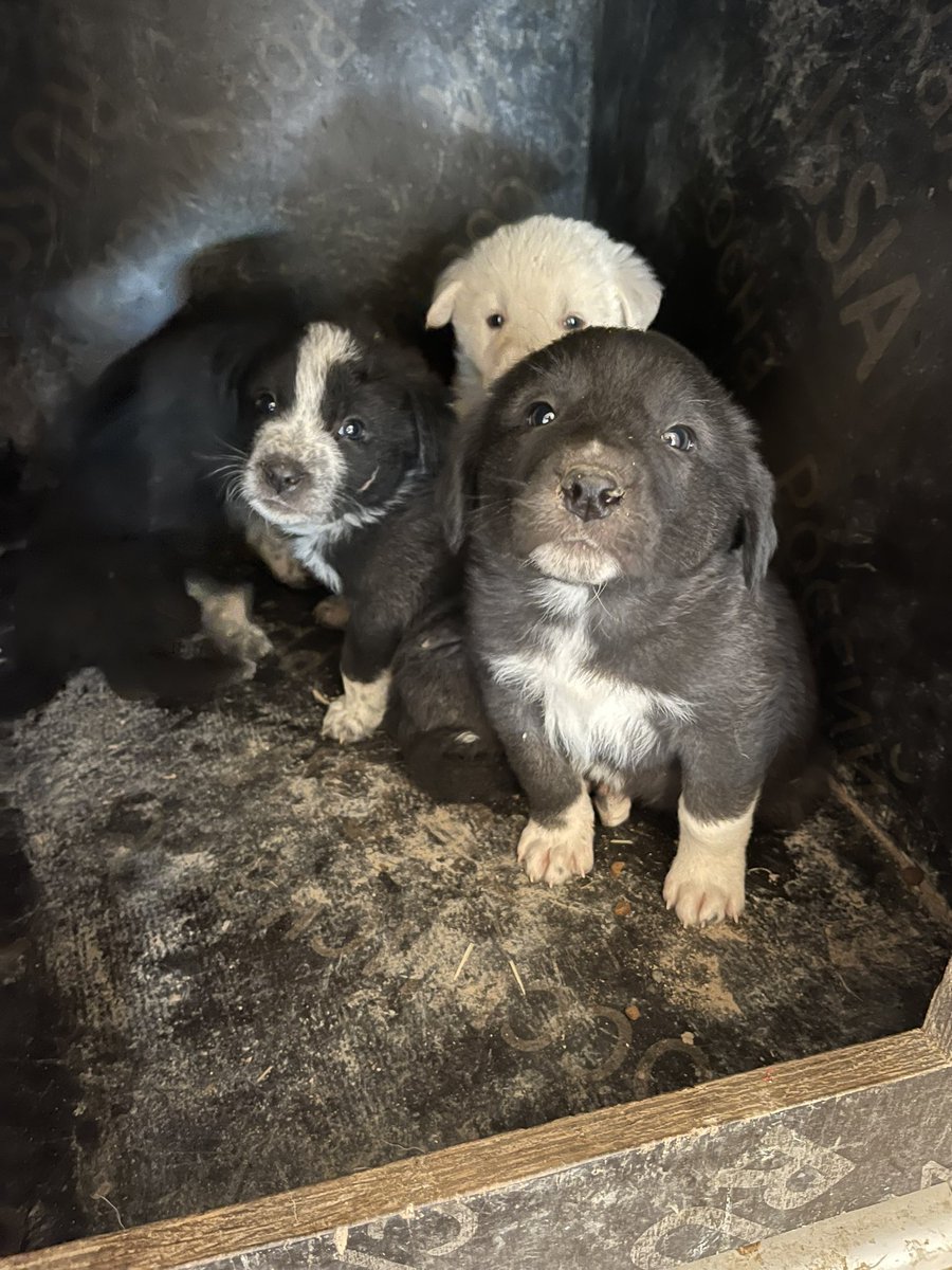 Hatay depreminden kurtulduk. Şimdi patiliköyde yaşıyoruz. Bize yuva olacak abiler ablalar arıyoruz