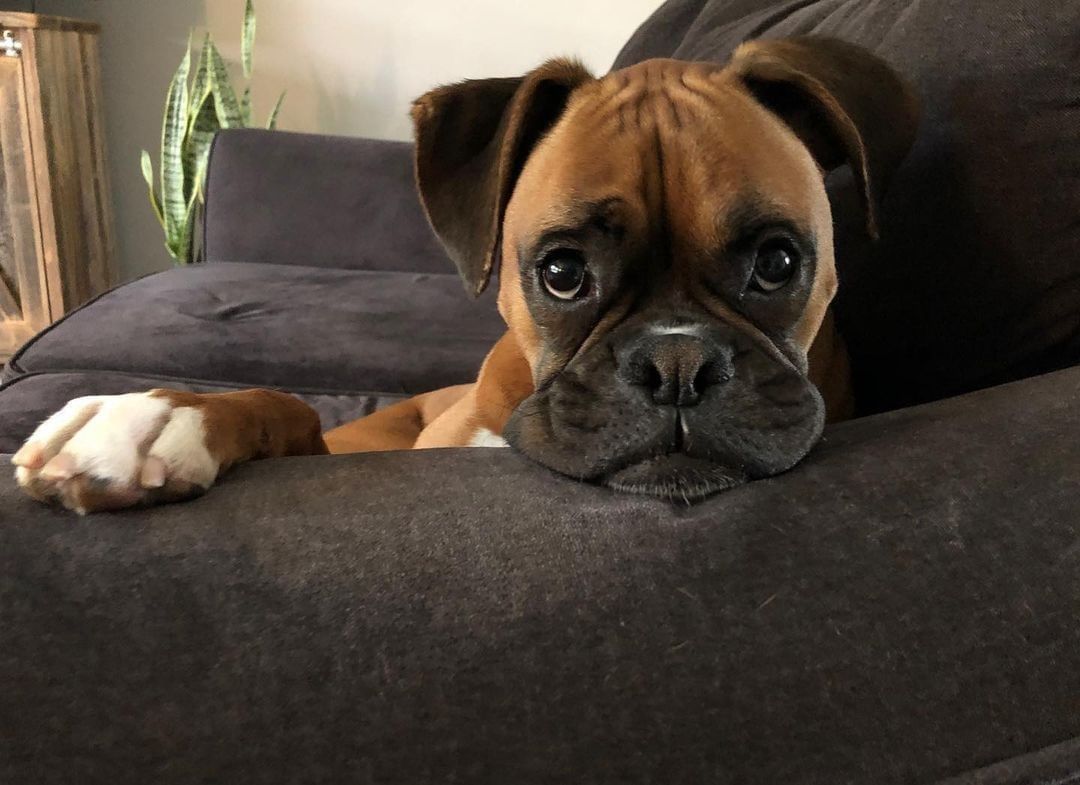 🥺 Even harder leaving for work on Monday when you see those eyes. 😩

#boxers #boxer #boxersofinstagram
#boxerdog #boxergram #boxerlove
#boxerpuppy #boxerdogs #boxermix
#boxerlife #boxerworld