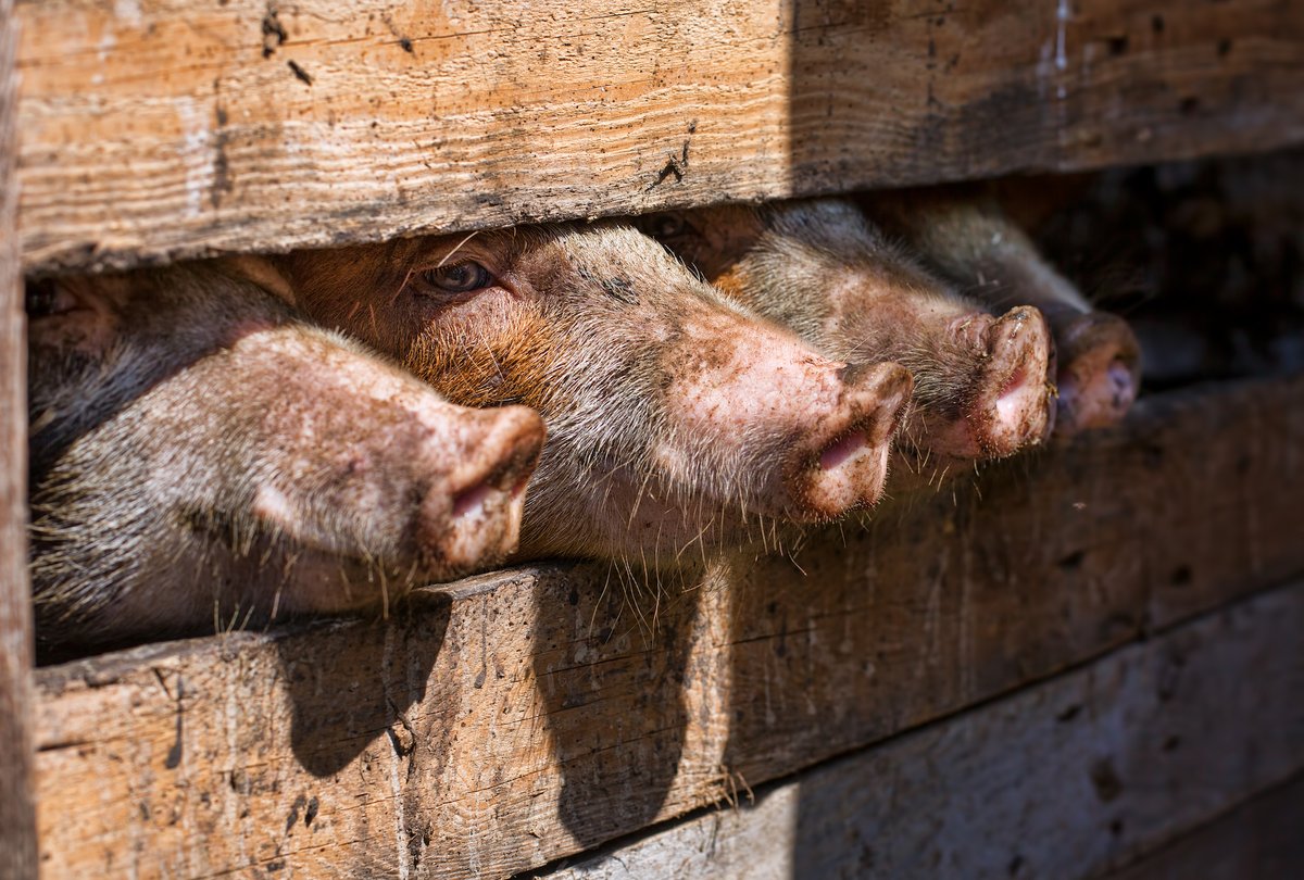 Mercy For Animals tweet media