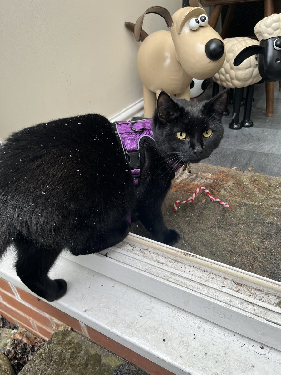 NatCBrooks's tweet photo. And this is as far as Lilah went in the snow!! 🤦🏻♀️😆🐾🐈⬛💜
#lilah #thetinyone #snowkitten🐱 #cute #toooutsidey #snow #coldtoebeans🐾 #idontthinkso #brrr https://t.co/LdqdMMmtVU